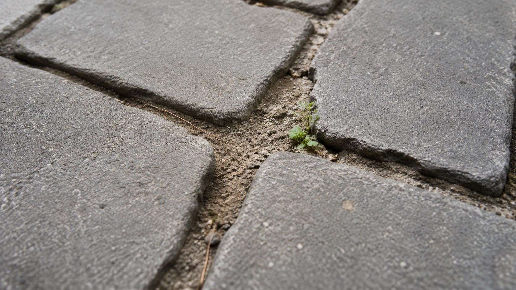 Close up view of gray stone pavers with weeds growing between the gaps in the sand joints.